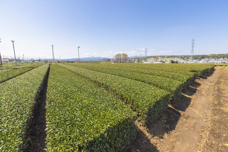 狭山茶の主生産地でもある入間市金子地域