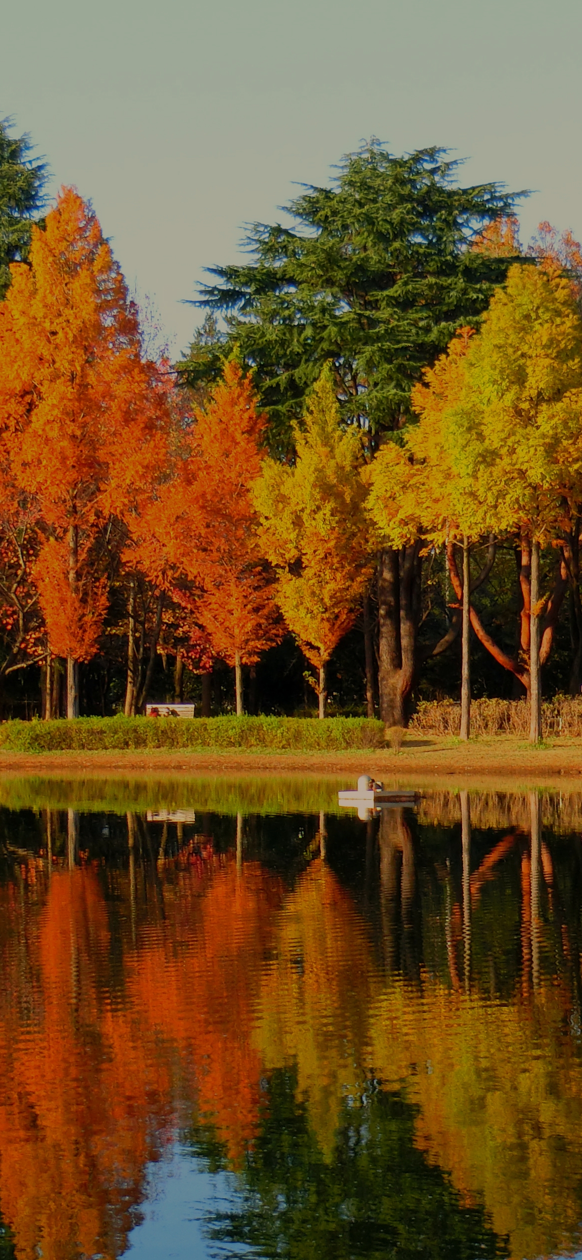 入間彩の森公園・秋